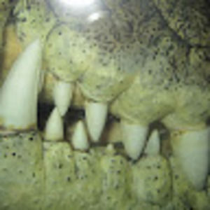 Meet your Posher, Shawn